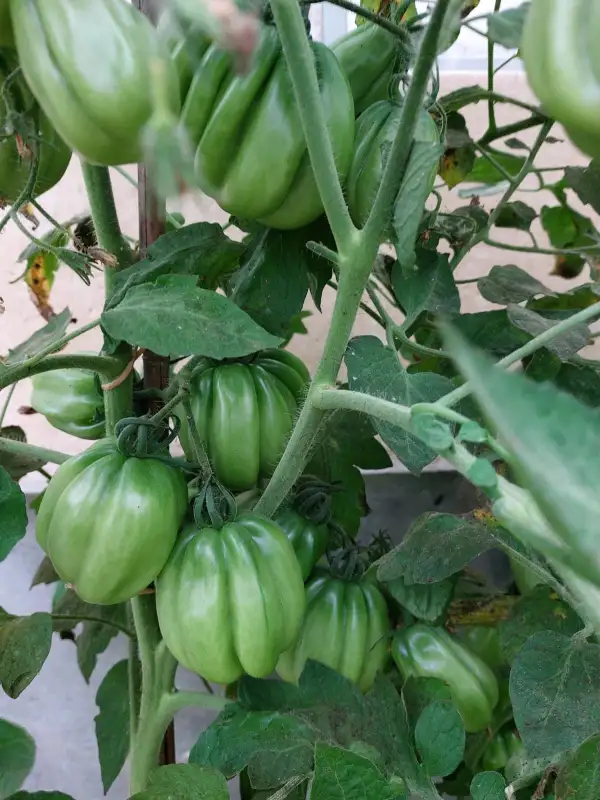 Tomaten: griechische Faltentomate