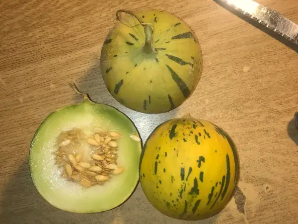 Melonen: Griechische melone
