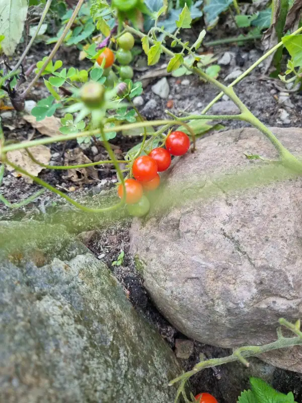 Tomaten: griechische Wildtomate