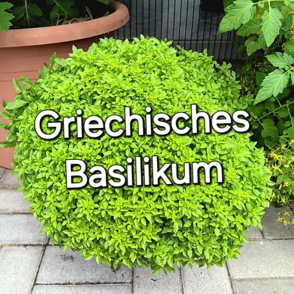 Kräuter: Griechisches Basilikum
