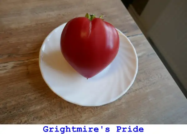 Tomaten: Grightmire’s Pride