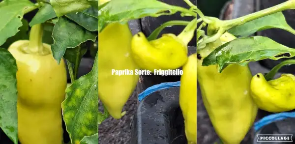 Chili / Paprika: Grill-Bratpaprika Friggitello
