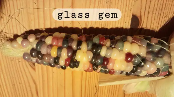 Mais: Grillmais Glass Gem