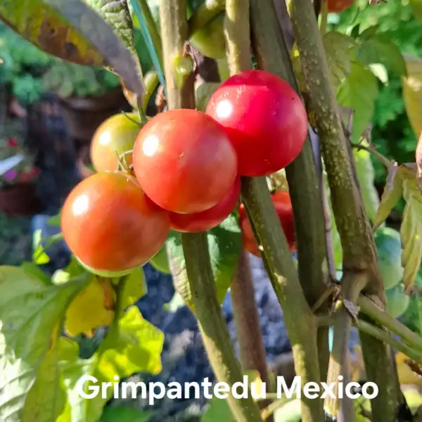 Tomaten: Grimpante du Mexique