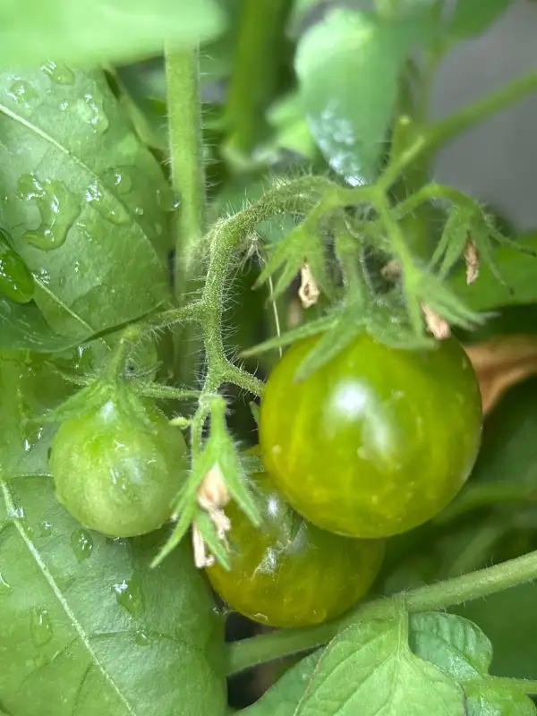 Tomaten: Grinch
