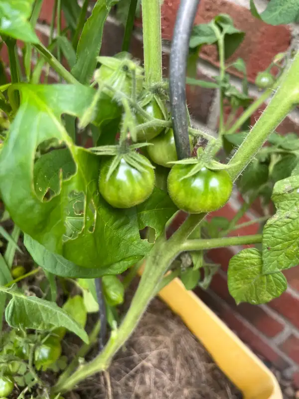 Tomaten: Grinch Cherry