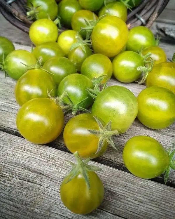 Tomaten: Grinch Cherry