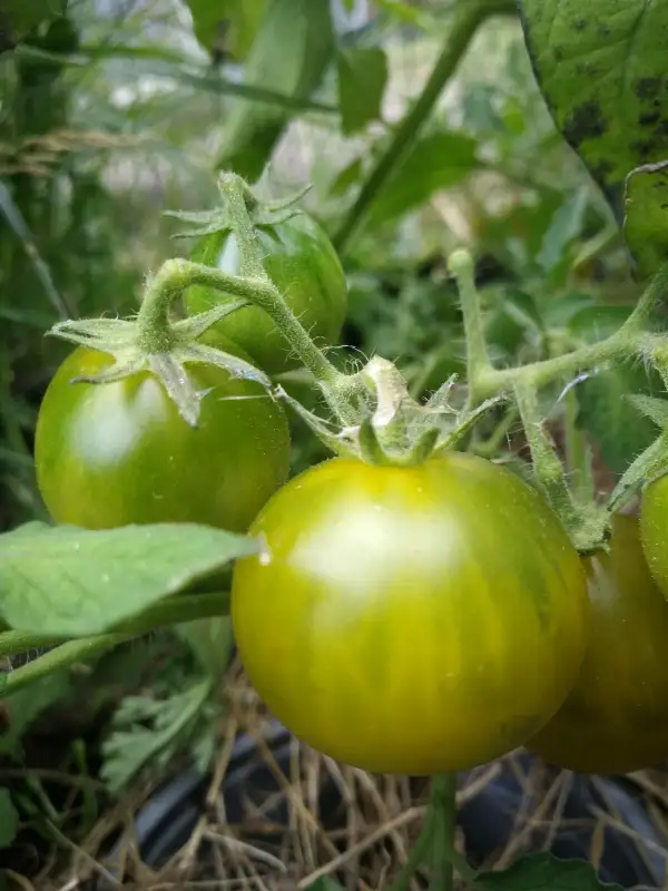 Tomaten: Grinch Cherry