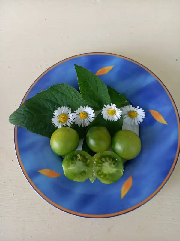 Tomaten: Grinch Cherry