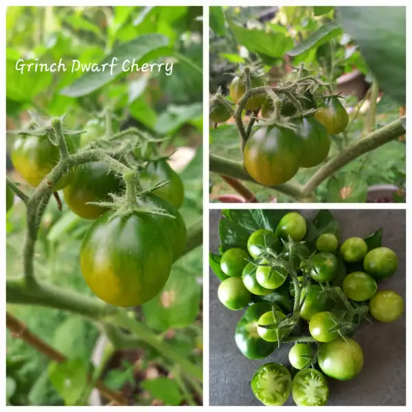 Tomaten: Grinch Cherry