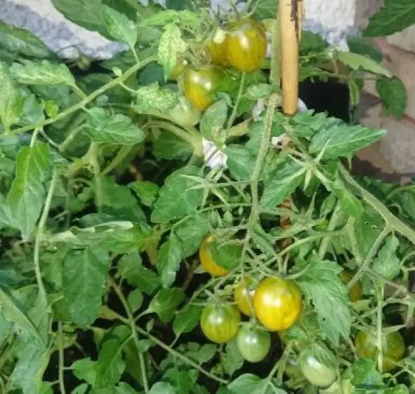 Tomaten: Grinch Cherry (dwarf)