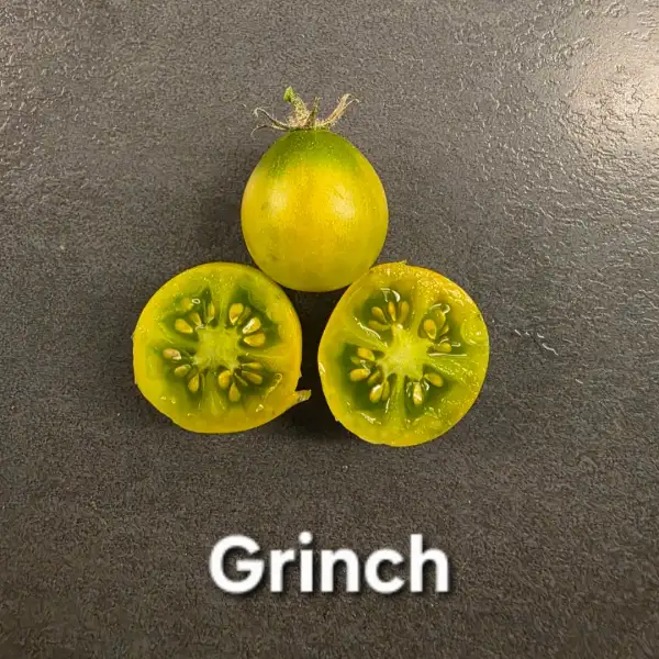Tomaten: Grinch Cherry (Micro Dwarf)