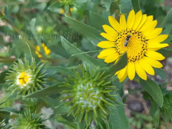 Stauden / Gehölz: Grindelia squarrosa ‣ Gummikraut ‣ Curly‑cup Gumweed