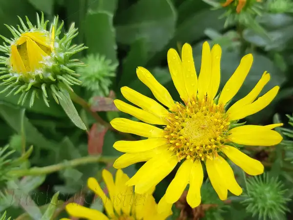 Stauden / Gehölz: Grindelia squarrosa ‣ Gummikraut ‣ Curly‑cup Gumweed