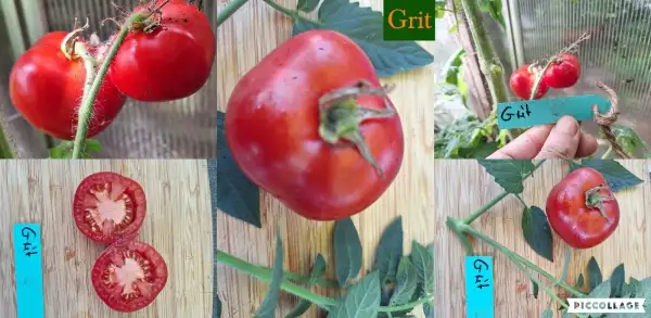 Tomaten: Grit - Salattomate