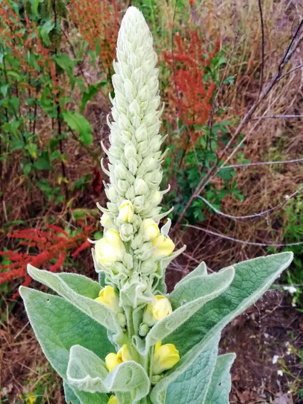 Blumen: Großblütige Königskerze