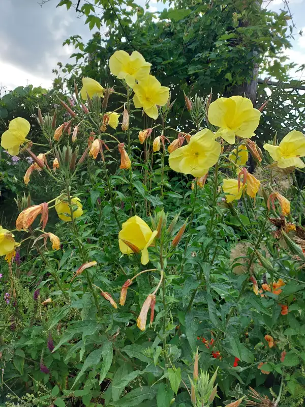 Blumen: großblütige Nachtkerze(Oenothera grandiflora)