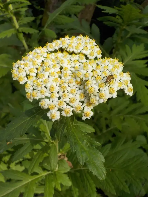 Stauden / Gehölz: Großblättrige Straußmargerite   mittelhohe Staude , sieht aus wie eine riesige Schafgarbe extremer Insektenmagnet ( auch seltene Käferarten kommen zu besuch)