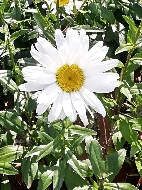 Blumen: Großblumige Margerite