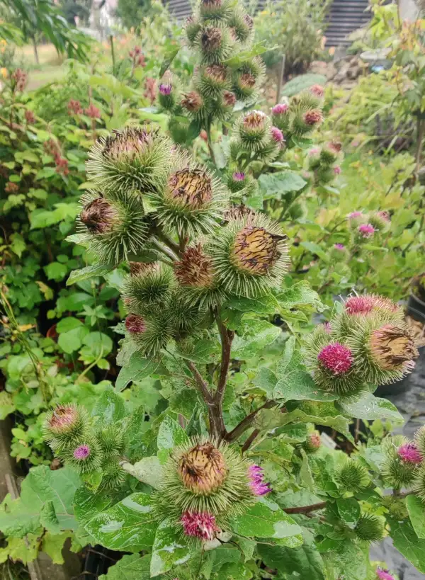 Blumen: Große Klette