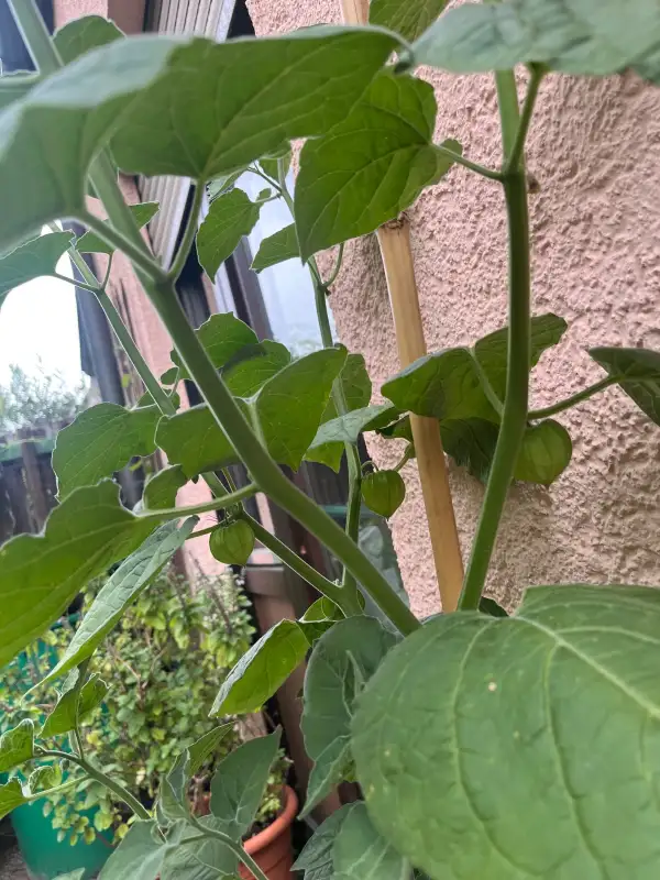 Physalis: Große Physalis