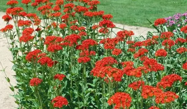 Blumen: Große rote Brennende Liebe (Lichtnelke)