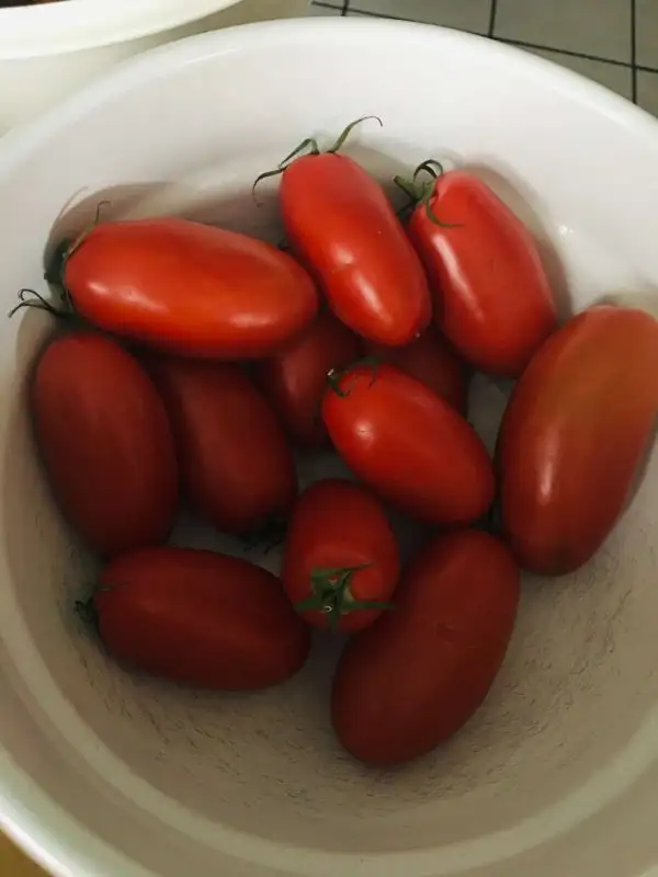 Tomaten: Große San Marzano