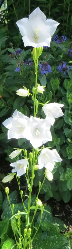 Blumen: großen Glockenblume, lila & weiß Mischung (mindestens 30 Stück)