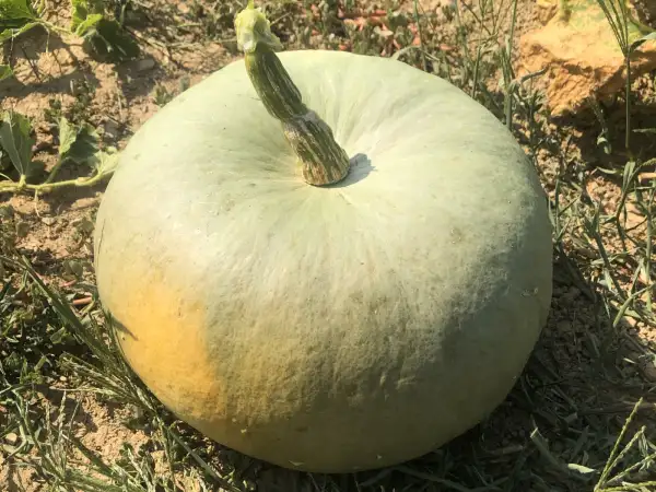 Kürbisse: Großer Grüner