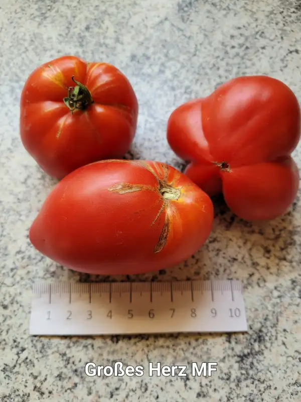 Tomaten: Großes Herz Multiflora