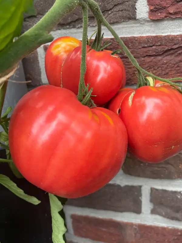 Tomaten: Großes Ochsenherz für die Topfkultur