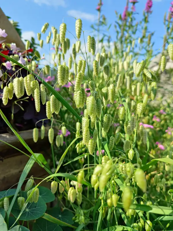 Blumen: Großes Zittergras