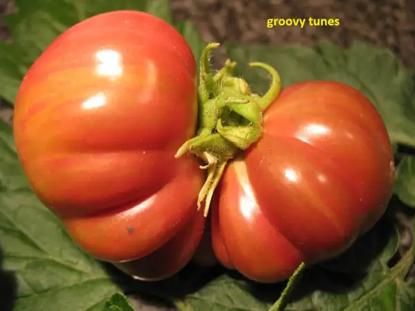 Tomaten: Groovy Tunes