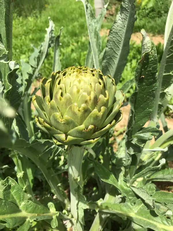 andere Gemüse: Gros Vert de Laon artischocke