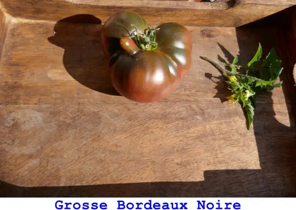 Tomaten: Grosse Bordeaux Noire