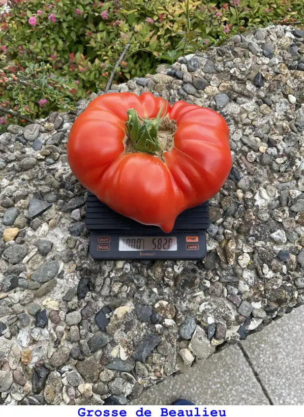 Tomaten: Grosse De Beaulieu