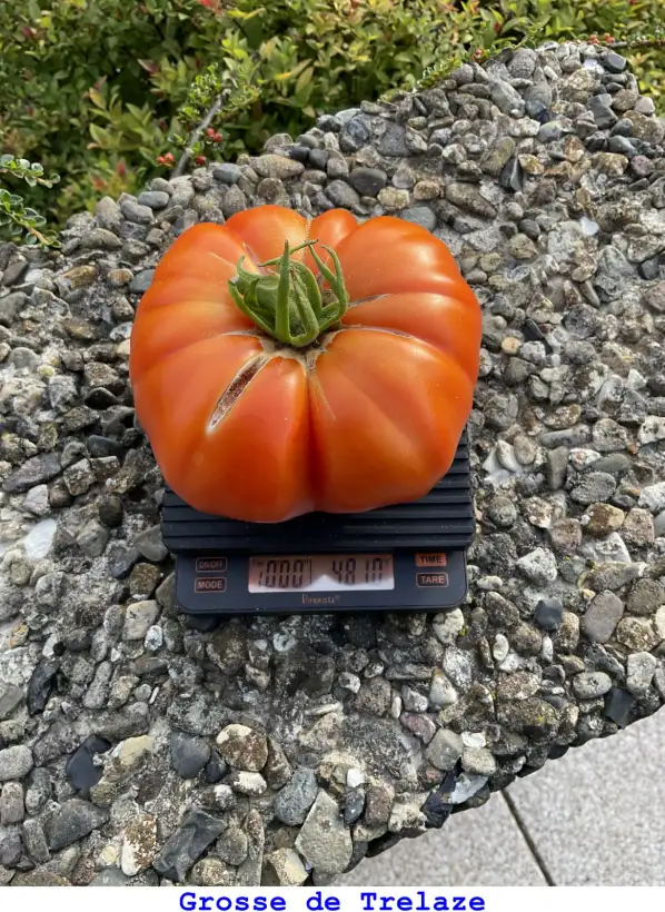 Tomaten: Grosse De Trélazé