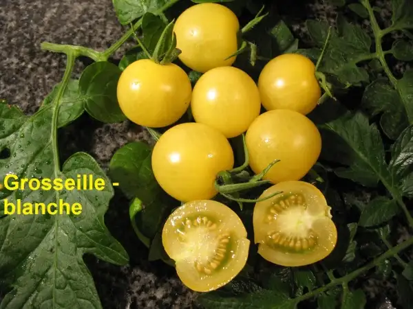 Tomaten: Grosseille blanche