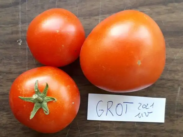 Tomaten: Grot