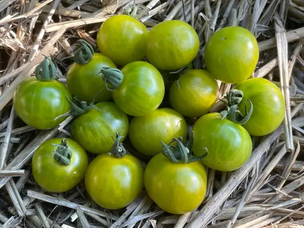 Tomaten: Gru Vee