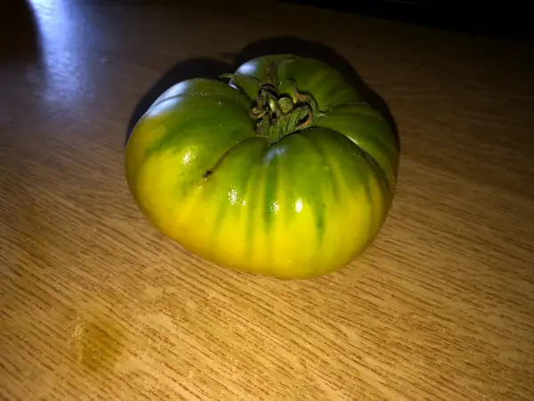 Tomaten: Grub