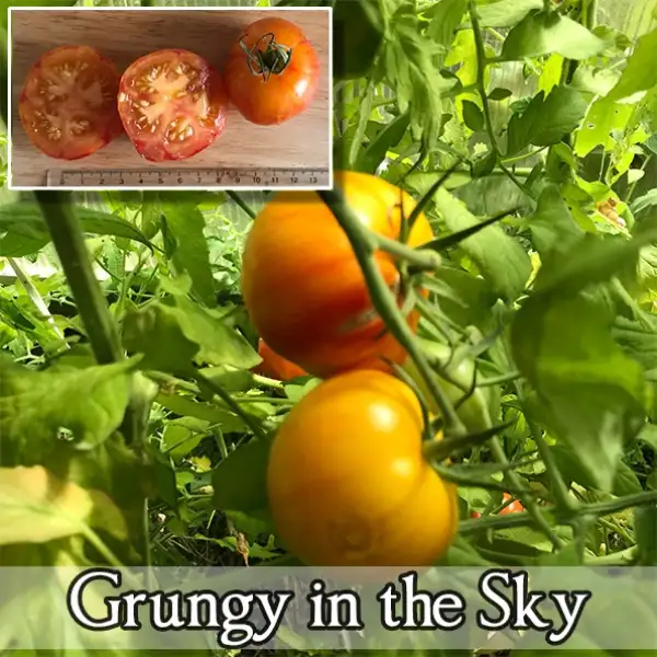 Tomaten: Grungy in the Sky