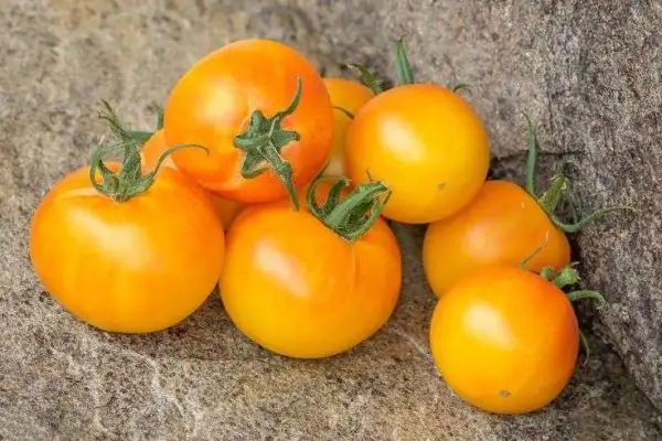 Tomaten: Grungy in the Sky