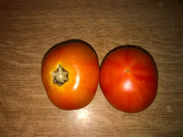 Tomaten: Grungy in the sky bicolor