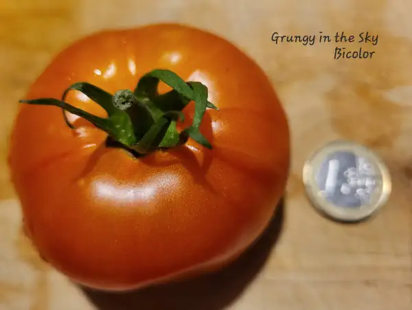 Tomaten: Grungy in the sky bicolor
