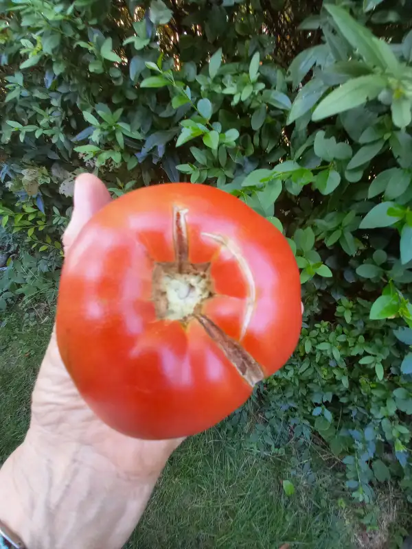 Tomaten: Gruschovka