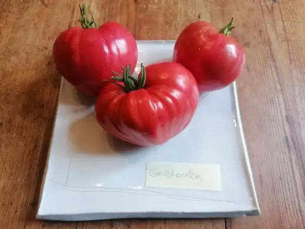 Tomaten: Grushovka