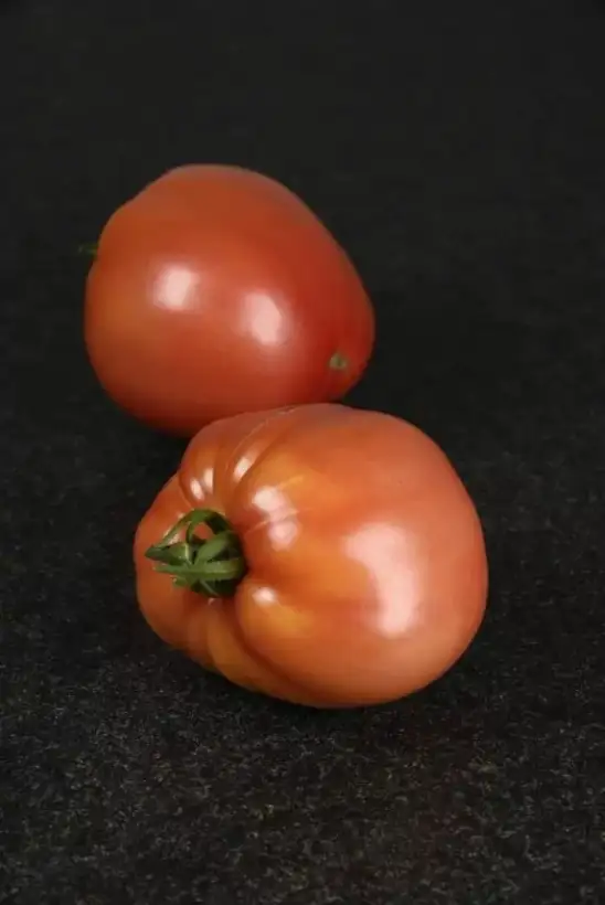 Tomaten: Grushovka