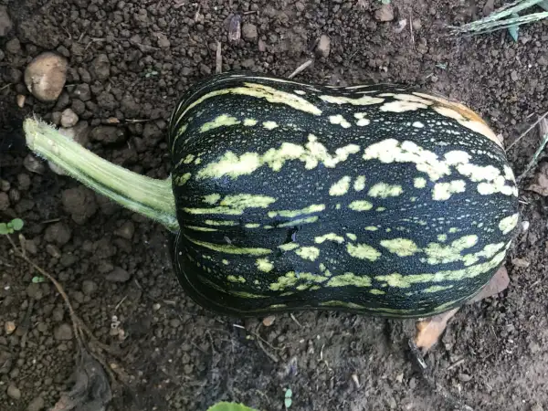 Kürbisse: Guatemalan Green Fleshed Ayote