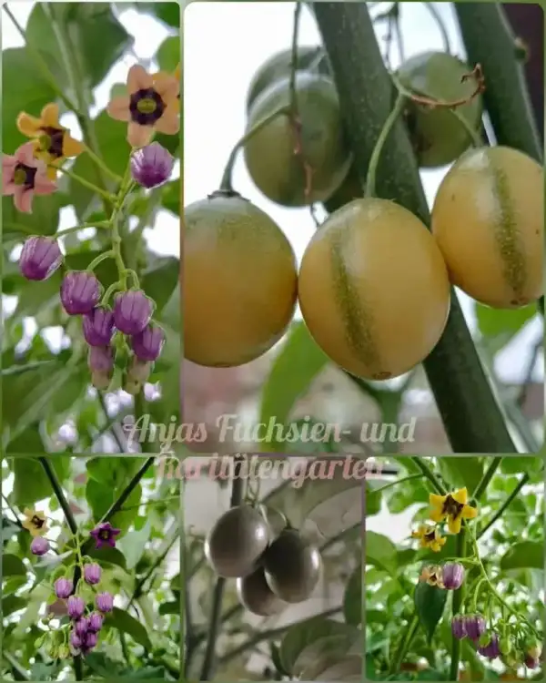 andere Gemüse: Guaventamarillo